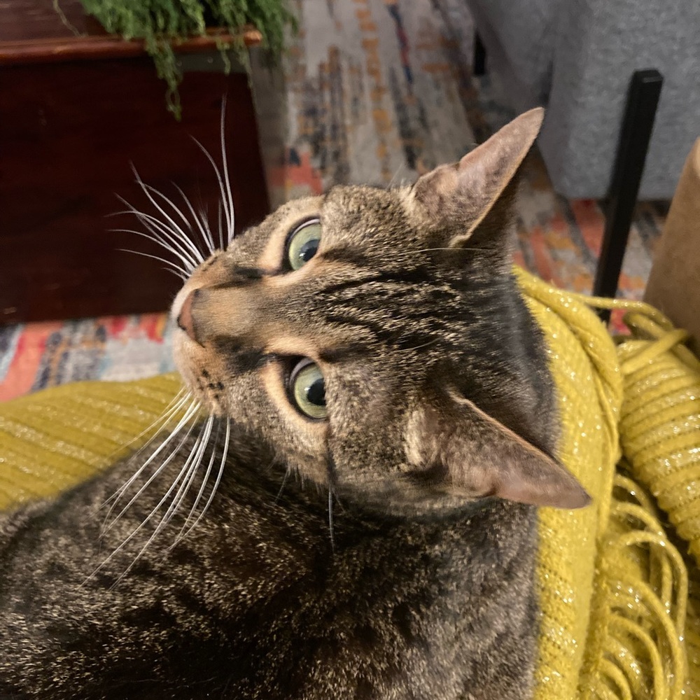 Meet your Posher, Velina